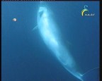 حيتان المنكيز2  (لغز الحيتان)