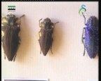 تقدم علم الحشرات (عالم الحشرات)