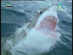 إضغط لمشاهدة '' هجوم القرش ''