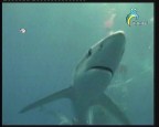 إضغط لمشاهدة '' سمك القرش (عالم الحيوان الغامض) ''