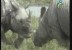 وحيد القرن  (عالم الحيوان الغامض)