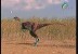 ميلاد الديناصورات(صغار الديناصورات)
