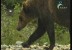 الدب الرمادي(عالم الافتراس)