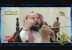 ما هى حقيقة الشيعه ؟ الشيخ محمد الزغبي