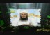 المد الشيعى وخطره على مصر  الشيخ مازن السرساوي