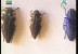 تقدم علم الحشرات (عالم الحشرات)