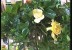 جاردينيا (نباتات الزينة)