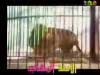 حديقة الحيوانات