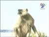 زعماء ومتمردون