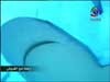 قرش الثور