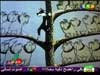 تويتي 11