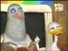 البطة الجندب