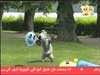 المنتزة