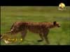 الفهود (إعجاز في الطبيعة)