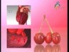 الحلقة 2 (فائدة علي المائدة)