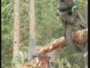 الحلقة 2 (الحطابون)