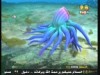 الحلقة 19 (صندوق الحكايات)