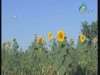 قصة الغابات المطيرة (الحدائق البحرية)