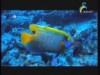 كنوز البحار 5