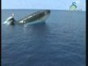 حيتان المنكيز (لغز الحيتان)