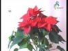 نباتات (نباتات الزينة)