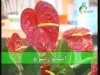 نباتات 3 (نباتات الزينة)
