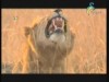 الغزال  (شركاء في البرية)