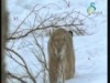 دب جبال الانديز(حراس البيئة)
