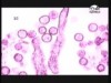 حلقة 3 (ابحاث علمية)
