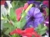 نباتات 4 (نباتات الزينة)