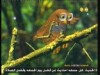 آثارات (جولة انيس)