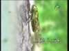 الحياة علي الحشرات (عالم الحشرات)