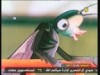 اليعسوب  (اسرار الغابة)