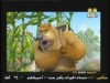 الركائز   ( بندق وبرعم)
