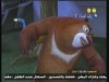 الوحش  (بندق وبرعم)
