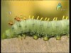 العثة(أسرار في عالم الحدائق)