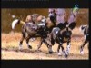 الضباع (جولة في عالم الحدائق)