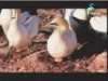 الخزينة الزرقاء(اسرار الطبيعة)