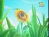 زهرة دوار الشمس  (حكايات في الادغال)