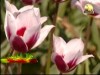 زهرة التوليب (جمال الطبيعة)