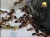 النمل الناري (أخطار في الطبيعة)