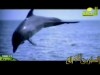 مجيب السائلين إنشاد الشيخ مقدام الحضري