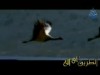 قصة يحيى إنشاد وليد أبو زياد