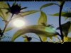 سيأتى الضياء أنشاد أبو عبدالملك وطارق أبو زياد