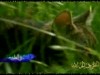 القطط (غرائب في الطبيعة)