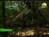 6- وحيد قرن جاوة (أروع المحميات)