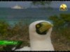 11- محمية تسمانيا (أروع المحميات)