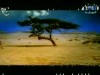 الدنيا ساعة (من أمثال الحديث النبوي)