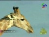 17- نامبيا (محطات عالمية)