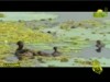 الدعاء القرآني 2 للشيخ يوسف معاطي